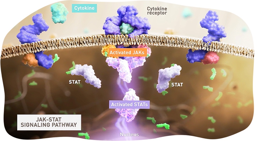 Visual representation of the JAK-STAT pathway.