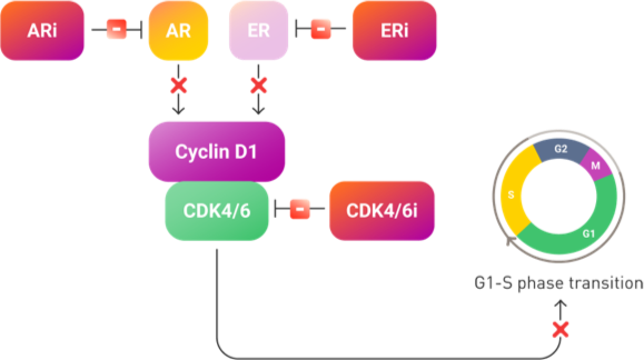 Inhibition of the AR, ER and CDK4/6 pathways